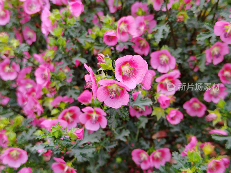 Anisodontea capensis